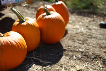 Back to the Pumpkin Patch